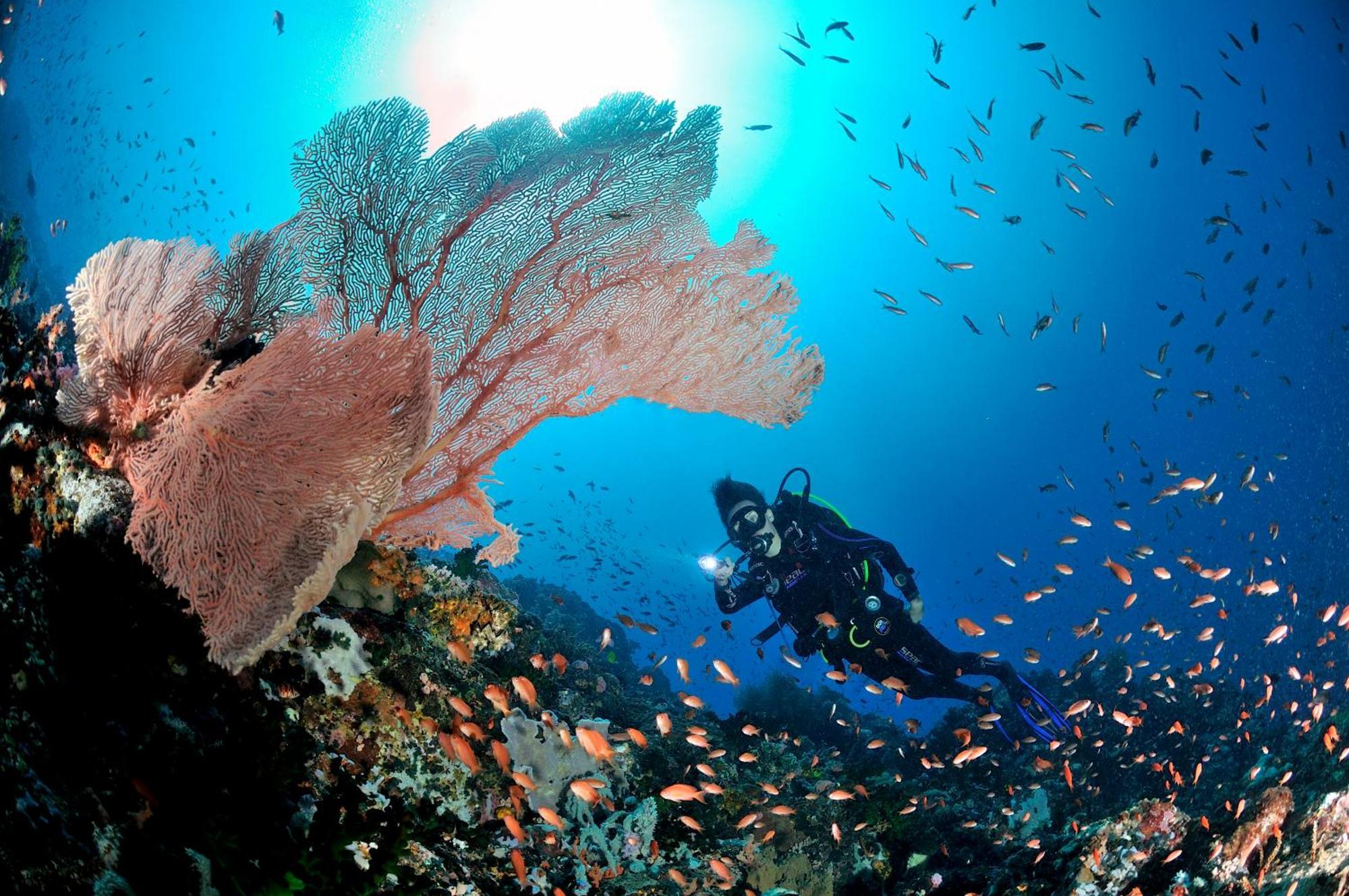 Edgewater Dive & 4* Puerto Galera