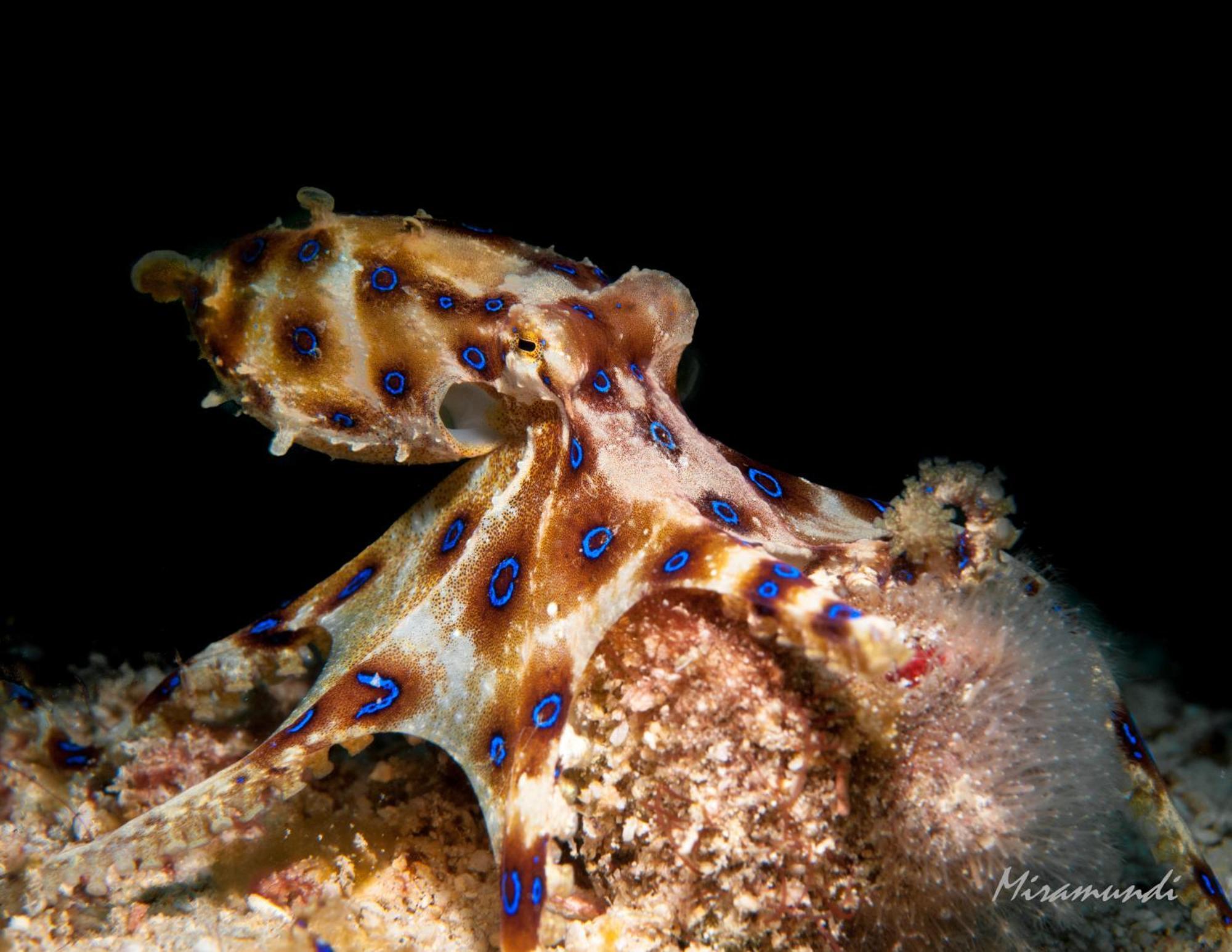 Edgewater Dive & Puerto Galera